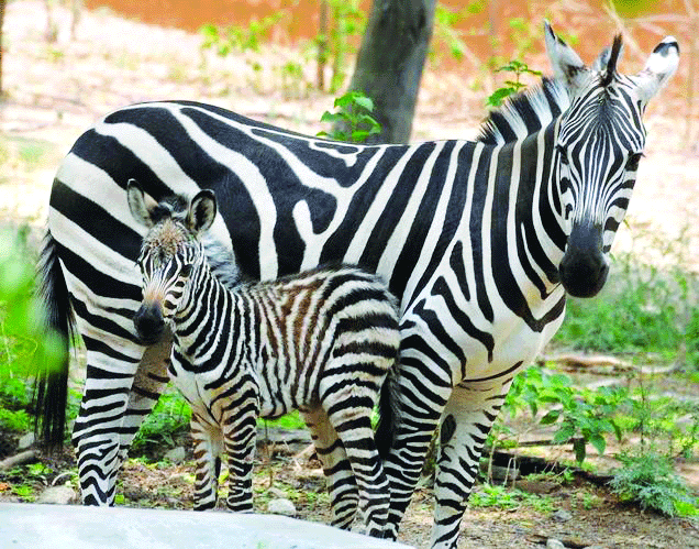 adopt animals in Karnataka Zoo