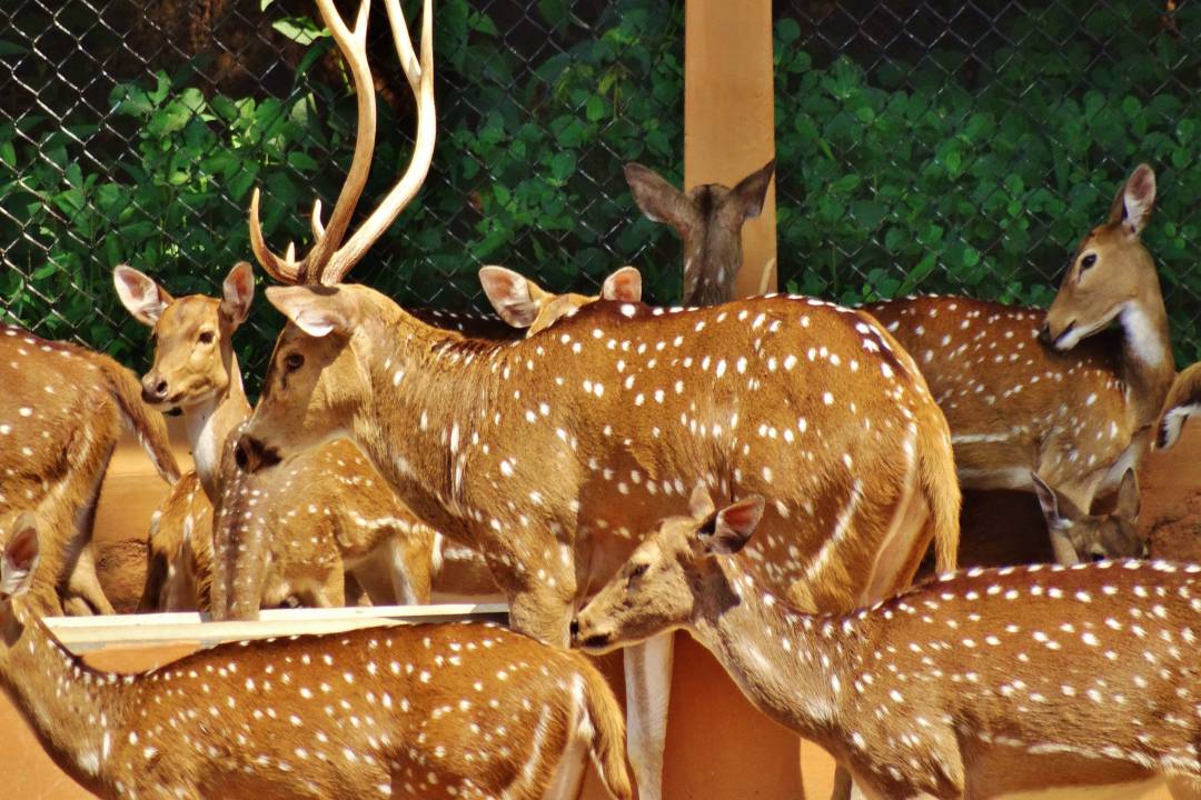 adopt animals in Karnataka Zoo